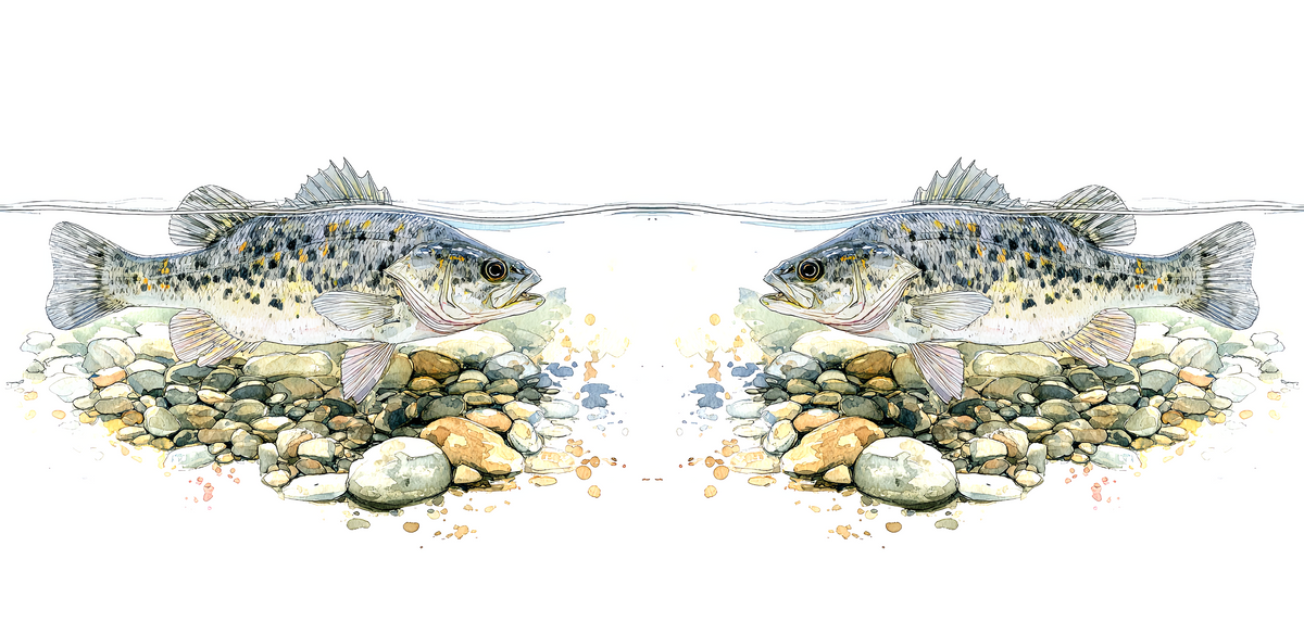 Fishing Designed Mugs